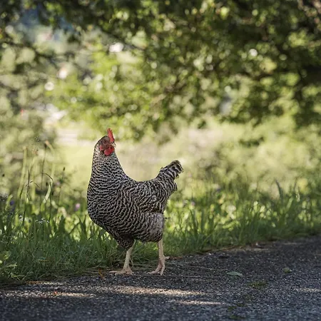 Biohotel Rastbichlhof فندق 4*