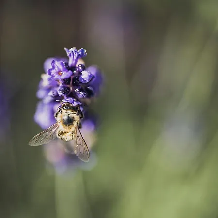 Biohotel Rastbichlhof فندق