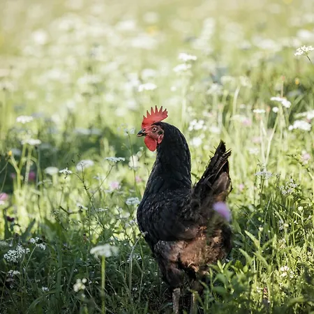 Biohotel Rastbichlhof Hotell 4*