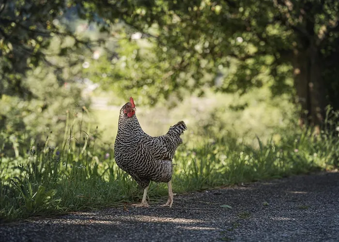 Biohotel Rastbichlhof מלון 4*